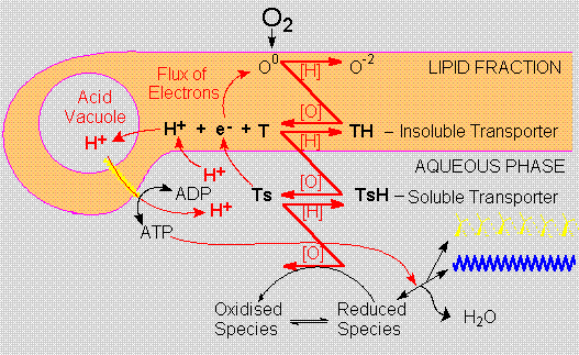 Energy flow through protobiological aggregates