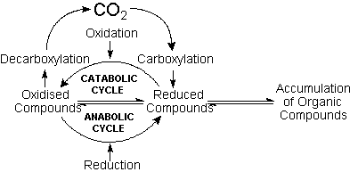 Origin of life - The carbon cycle