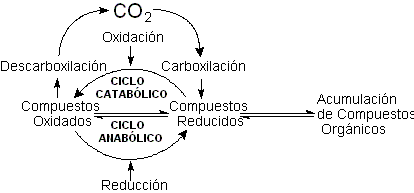 Origen de la vida - El ciclo del carbono